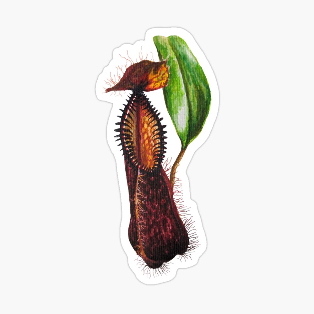 This item is unavailable - Etsy | Carnivorous plants, Carnivorous plants  terrarium, Exotic plants