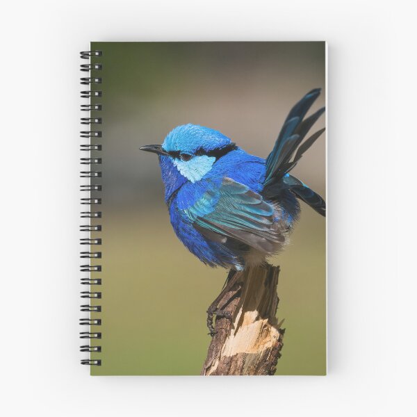 Item preview, Splendid Fairy-wren Tail Up designed and sold by Peter Caddy.