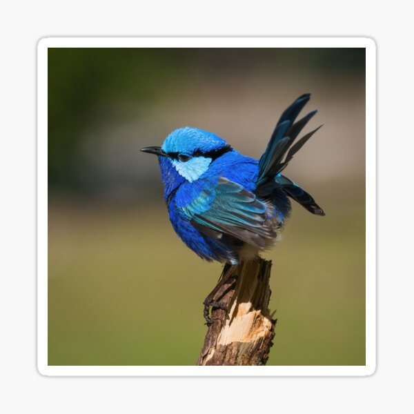 Splendid Fairy-wren Tail Up Sticker