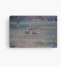 Back Yard Stomping Canvas Print