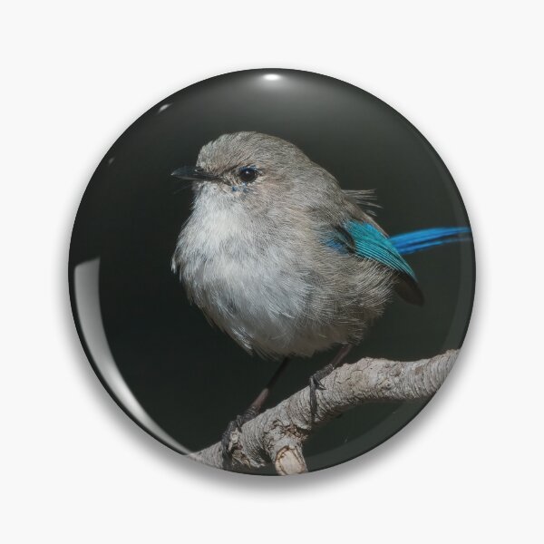 Splendid Fairy-wren in the Spotlight Pin