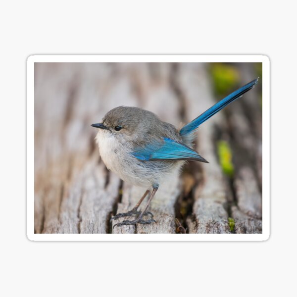 Splendid Fairy-wren Posing Sticker