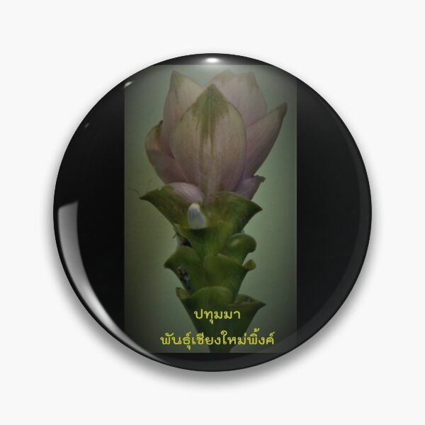 Item preview, Curcuma Chiang Mai Pink Planted in Chiang Mai Big flower selection designed and sold by greengoodnich.