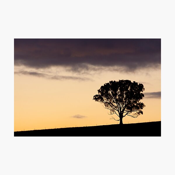 Ridgetop Tree Photographic Print