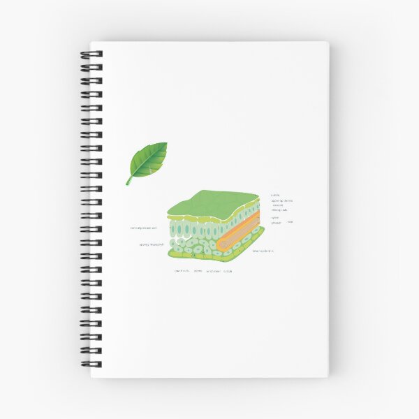 Item preview, leaf cross section diagram poster | science teacher poster  designed and sold by KARTICK DUTTA.