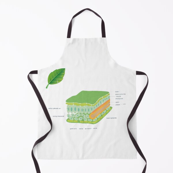Item preview, leaf cross section diagram poster | science teacher poster designed and sold by KARTICK DUTTA.