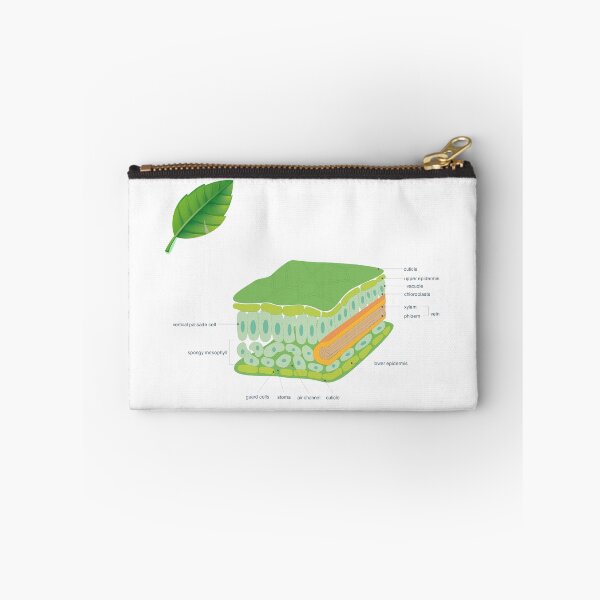 Item preview, leaf cross section diagram poster | science teacher poster  designed and sold by KARTICK DUTTA.