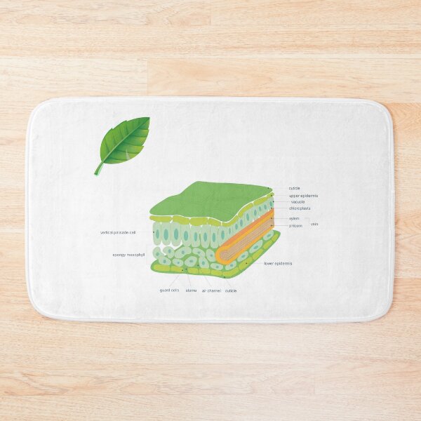 Item preview, leaf cross section diagram poster | science teacher poster  designed and sold by KARTICK DUTTA.