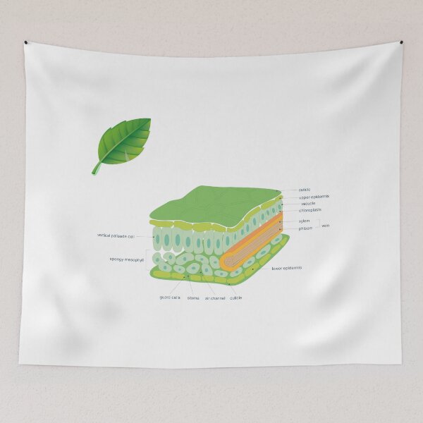 Item preview, leaf cross section diagram poster | science teacher poster  designed and sold by KARTICK DUTTA.