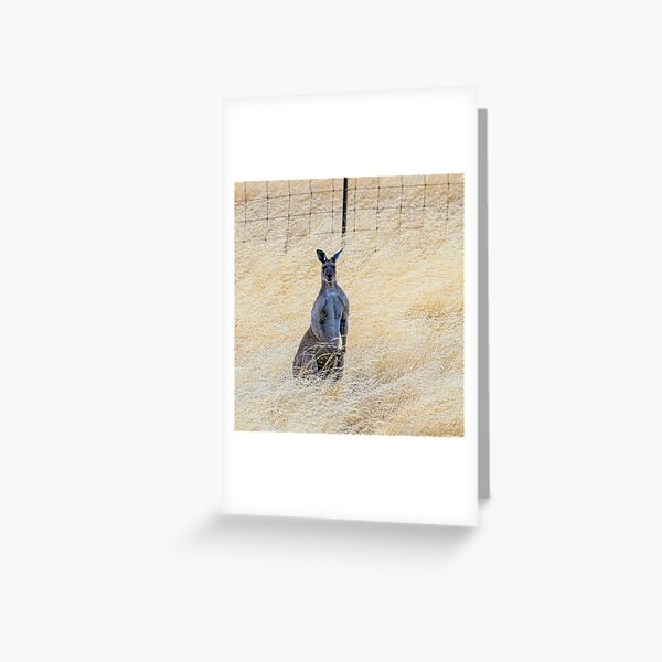 Macho Roo Greeting Card