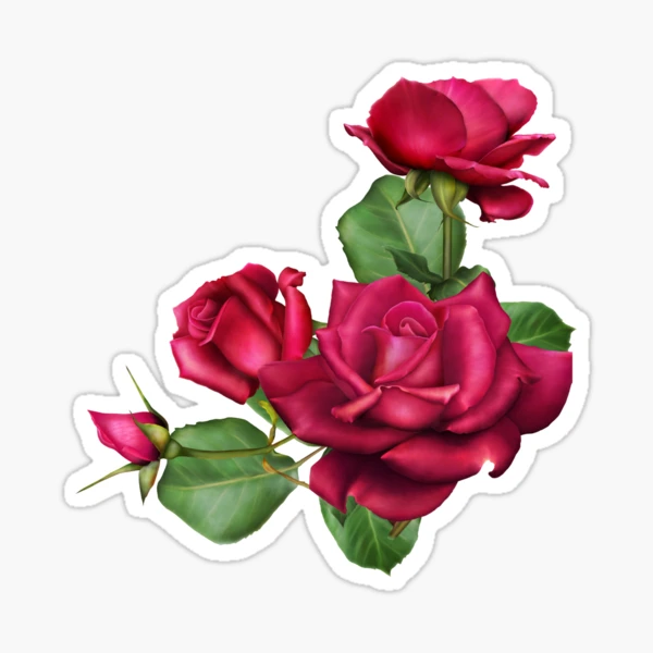 Centifolia Roses Garden Floral Design Pink Cut Flowers Hand-painted Flower  - Design - Sticker