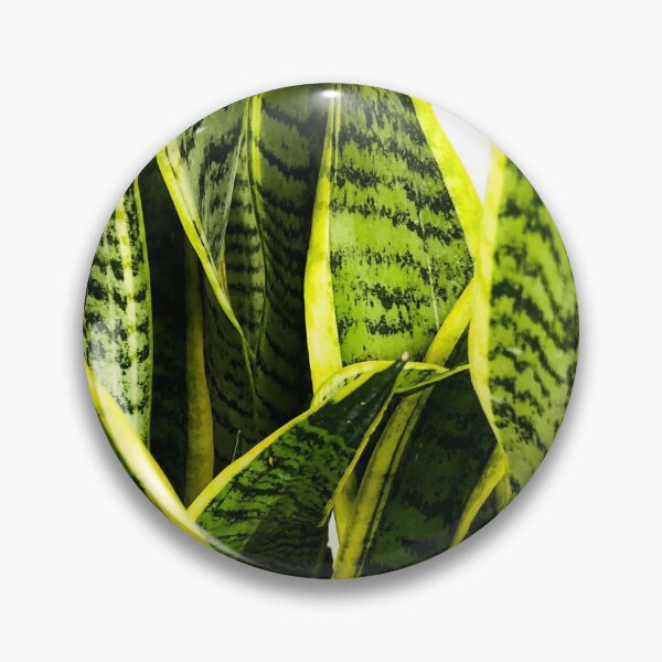 Item preview, Sansevieria snake plant designed and sold by Asiantiger247.
