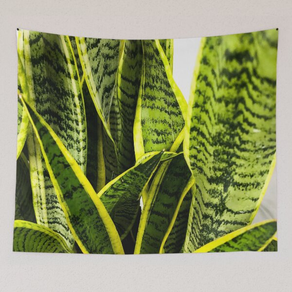 Item preview, Sansevieria snake plant designed and sold by Asiantiger247.
