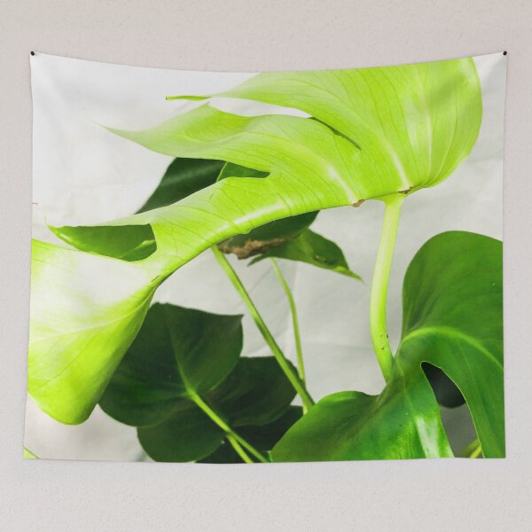 Item preview, Monstera deliciosa plant designed and sold by Asiantiger247.