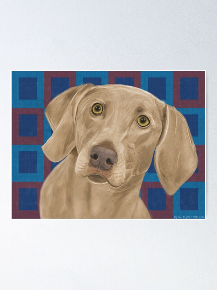 Brown Weimaraner on Blue / Red Background" Poster for Sale ibadishi |