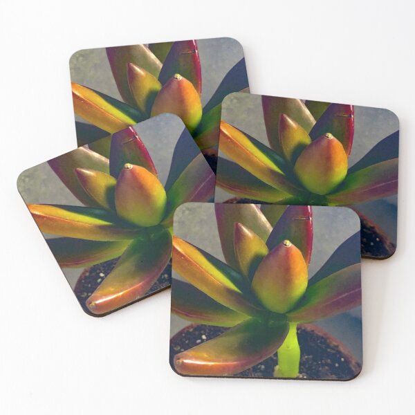 Item preview, Graptoveria Succulent Plant designed and sold by Asiantiger247.