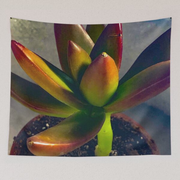 Item preview, Graptoveria Succulent Plant designed and sold by Asiantiger247.