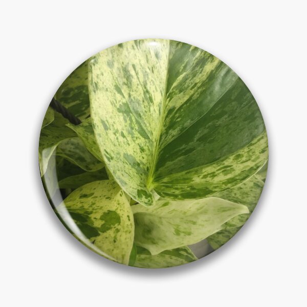 Item preview, Marble queen pothos designed and sold by Asiantiger247.