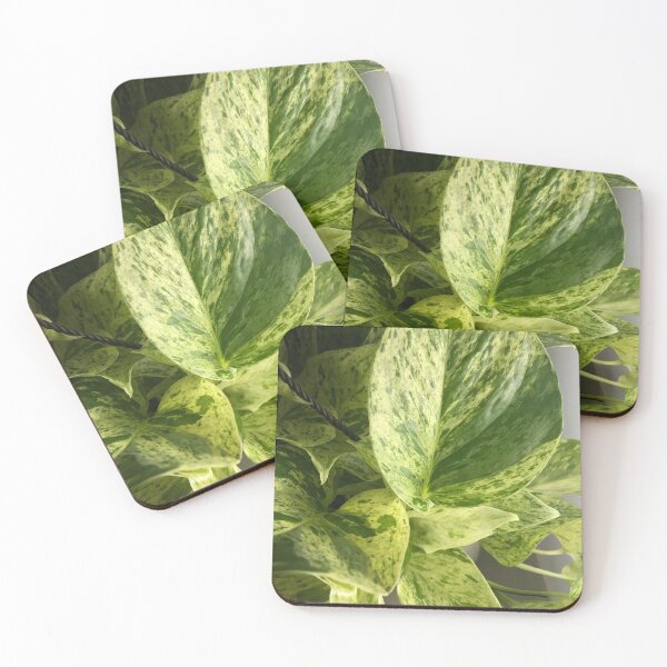 Item preview, Marble queen pothos designed and sold by Asiantiger247.