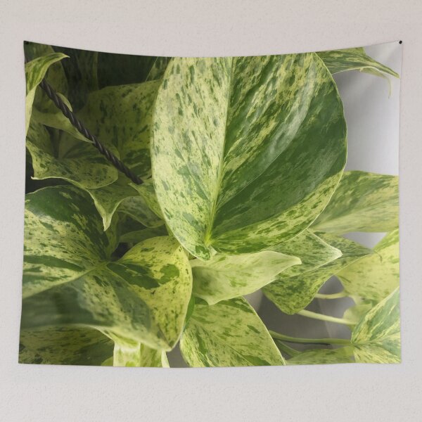 Item preview, Marble queen pothos designed and sold by Asiantiger247.