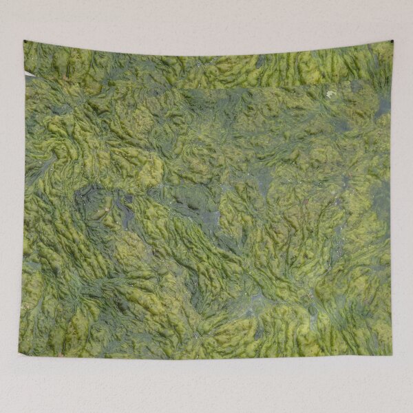 Item preview, Algae designed and sold by WonderBubbles.