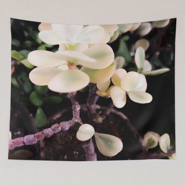 Item preview, Rainbow Variegated portulacaria afra  designed and sold by Asiantiger247.
