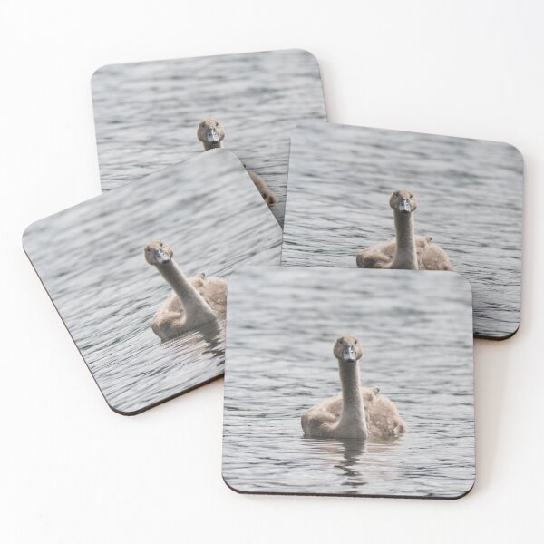 Item preview, Sygnet on the water designed and sold by wildlifesoup.