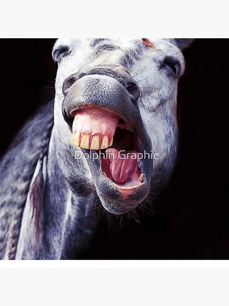 Funny Zebra Horse showing Teeth and Tongue out Smile Close up face Covering  Outside, Funny Cute Animals Farming showing nose fitting your face