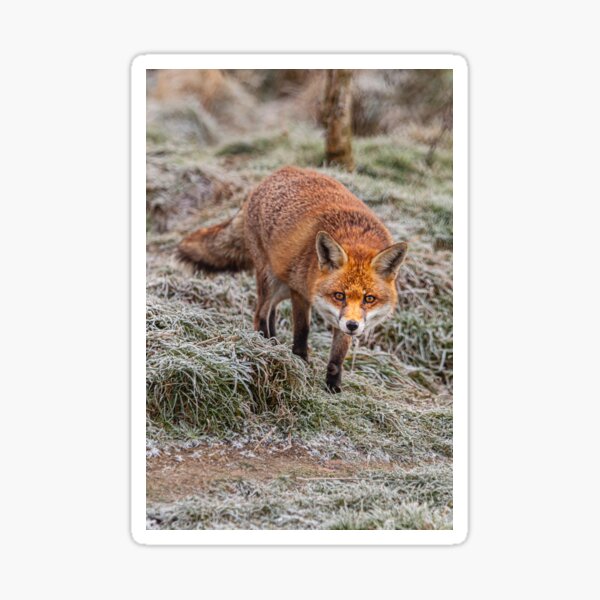 Item preview, Fox in the frost designed and sold by OwlOccasions.