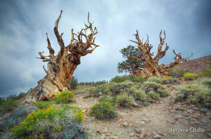 "Oldest Tree in The World The Bristlecone pine trees" Photographic Prints by Jerome Obille