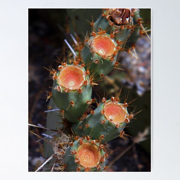 Item preview, Prickly Pear designed and sold by Leyla Hur.