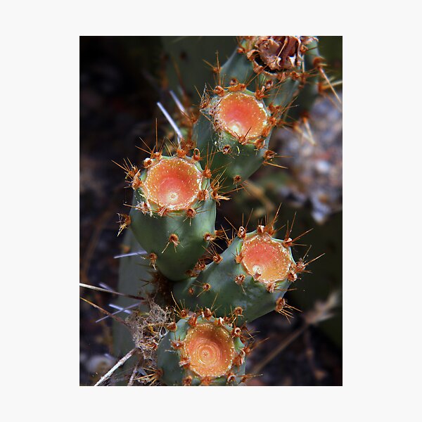 Item preview, Prickly Pear designed and sold by Leyla Hur.