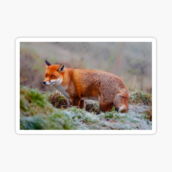 Item preview, Red Fox designed and sold by OwlOccasions.