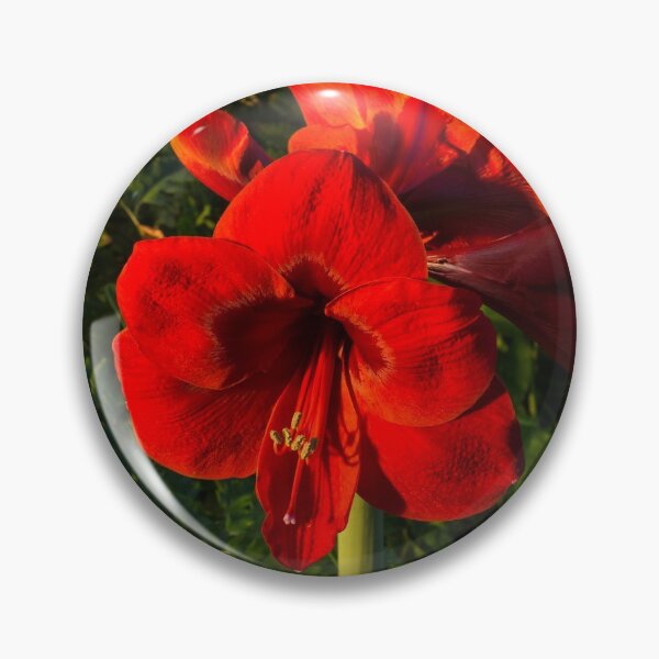 Item preview, Blooming Jewel - Christmas Red Amaryllis Flowers designed and sold by Georgia Mizuleva.