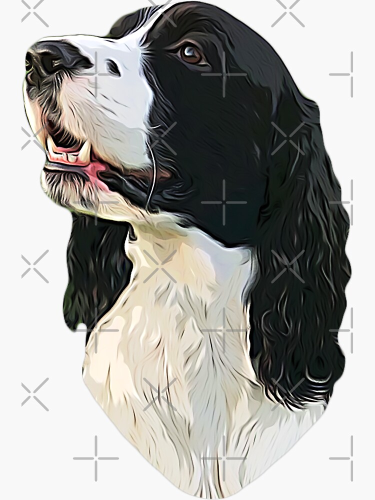 English spaniel black sales and white