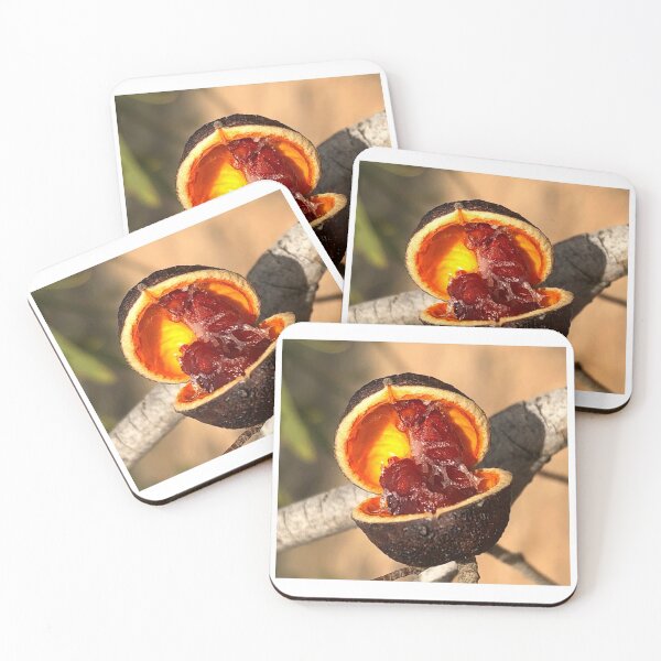 Item preview, Seed pod - Murray Sunset NP Mallee designed and sold by yvonne hyland.