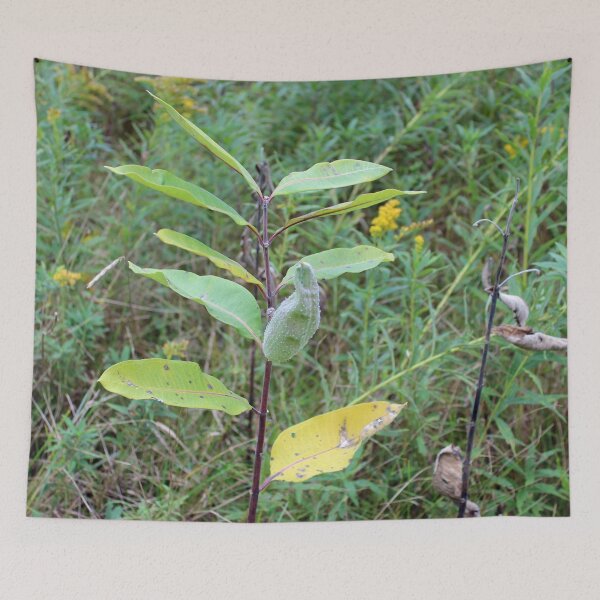 Item preview, Milkweed Plant with Pod designed and sold by Susie Kramer.
