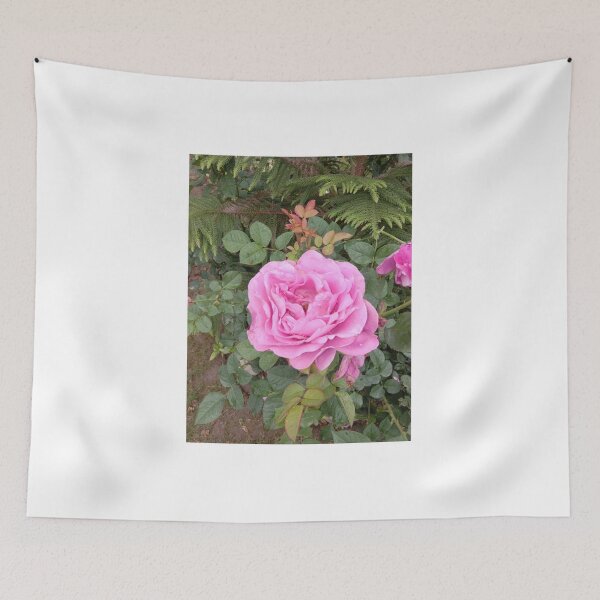Artikelvorschau, rosa Rose in meinem Garten entworfen und verkauft von basitcv.