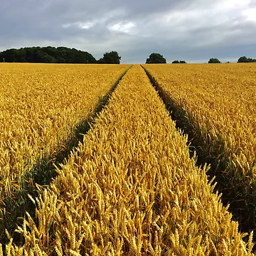 Artwork thumbnail, Cornfield by Frugal Mr B