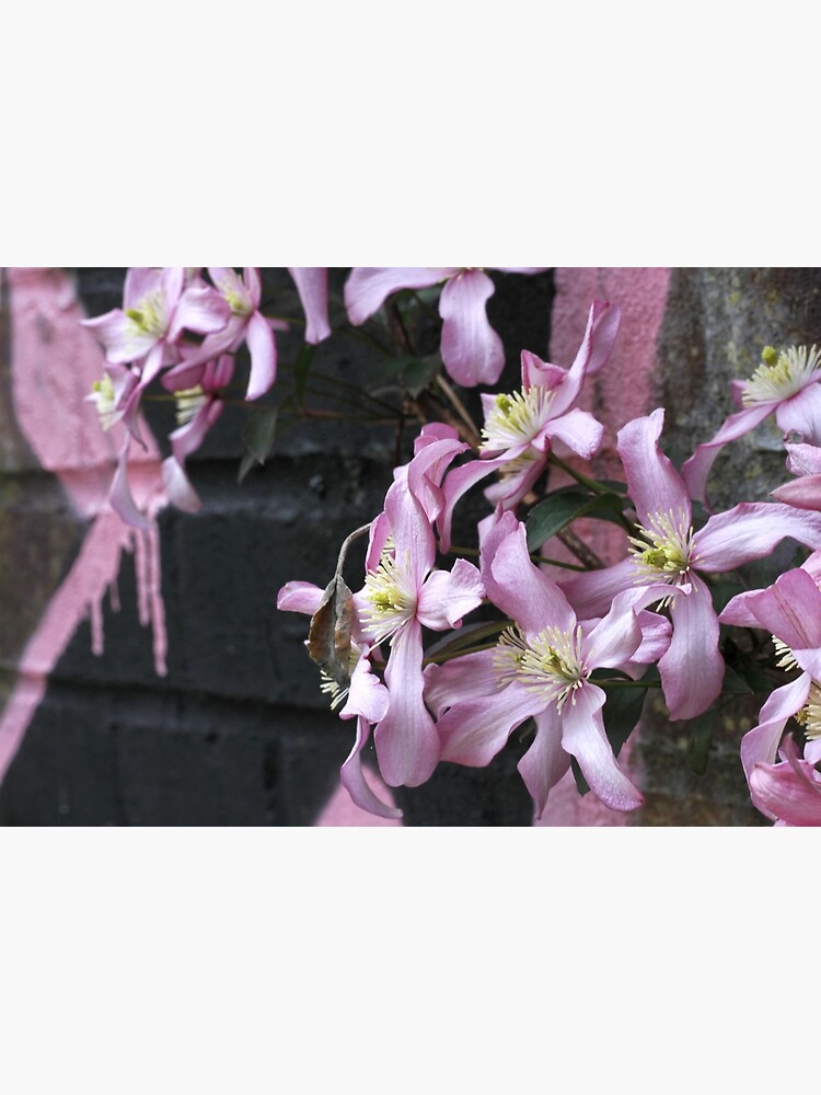 Clematis and Graffiti by hoxtonboy