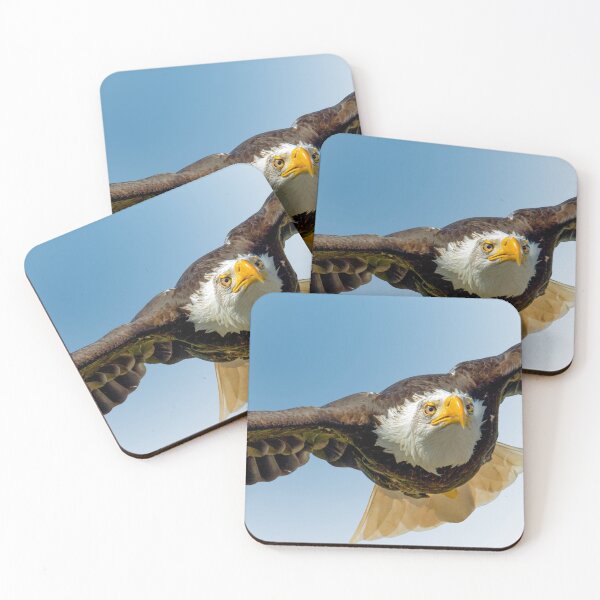 Item preview, Bald Eagle in flight designed and sold by Dalyndigital Photography.