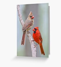 My Cardinal Neighbors Grußkarte