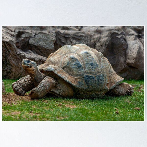 Item preview,  Just Relaxing Giant Tortoise  designed and sold by OwlOccasions.