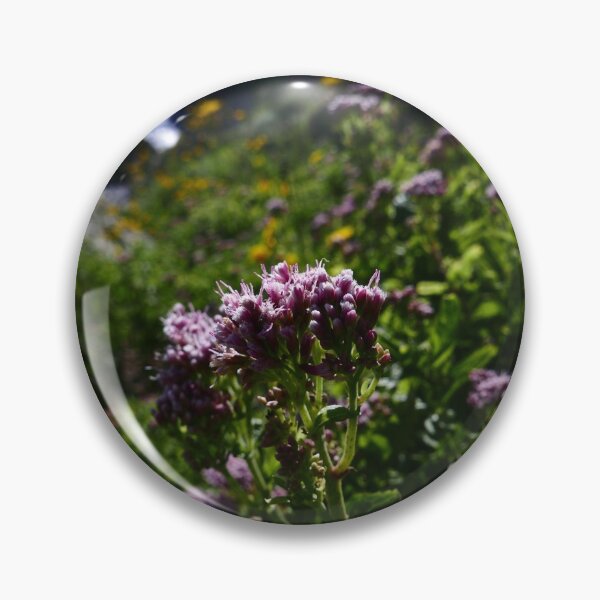 Item preview, Hemp Agrimony (Eupatorium cannabinum) designed and sold by IOMWildFlowers.