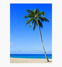 Palm Tree, Waimea Bay, Oahu, Hawaii Photographic Print