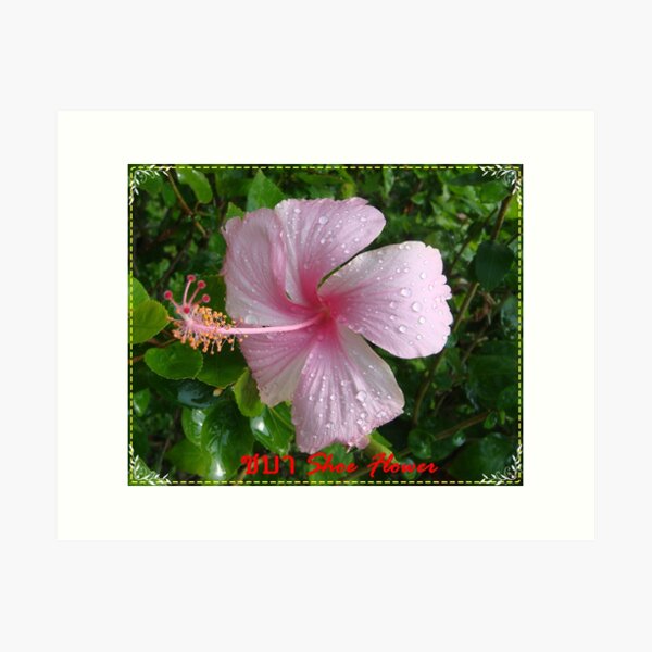 Hibiscus Rosa Sinensis Art Prints for Sale | Redbubble