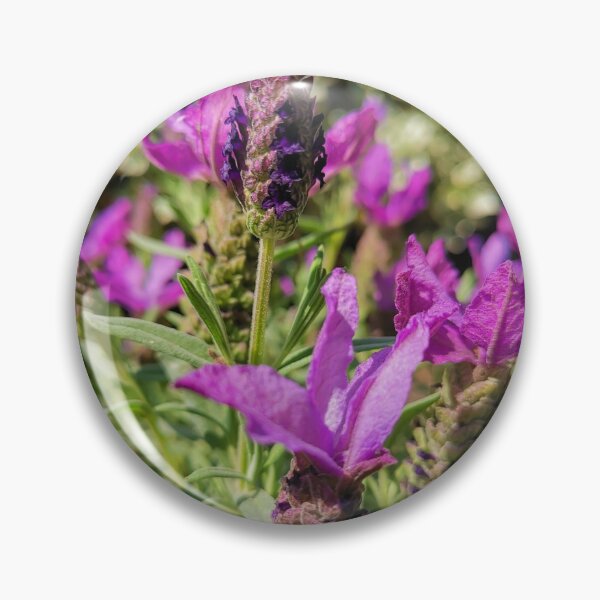 Item preview, Blooming lavender gift designed and sold by Sandra78.