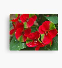 Euphorbia milii (green-red) Leinwanddruck