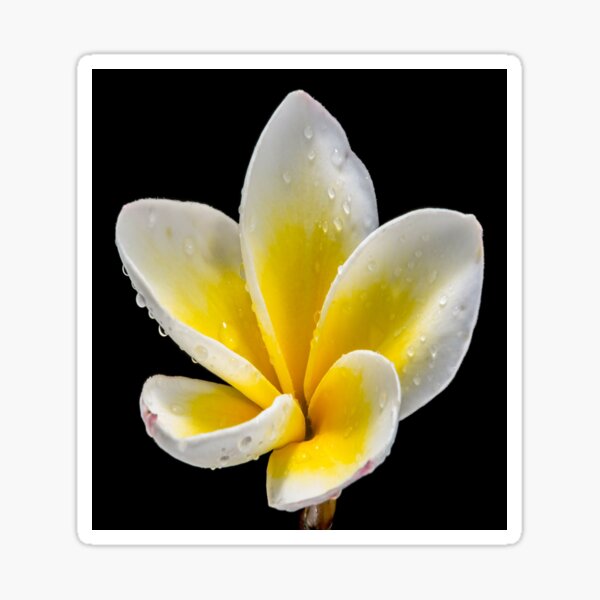 Item preview, Frangipani designed and sold by virilamissa.