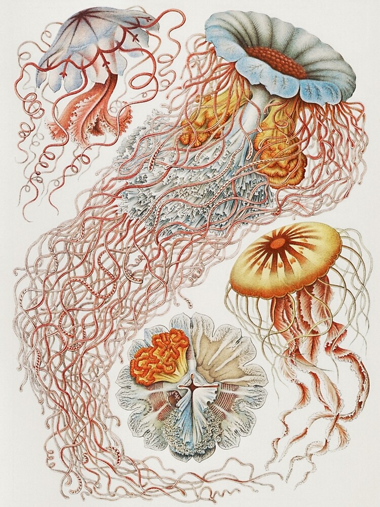 Marine Life by webcaff-design